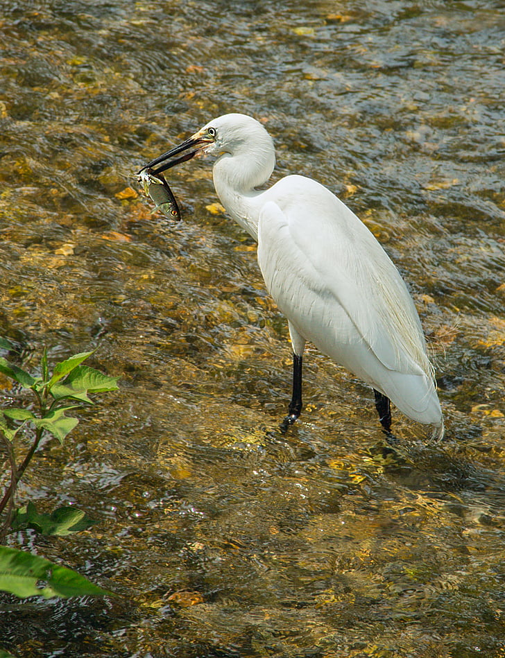 bird, egret, fish, river, eats, green grass, beak