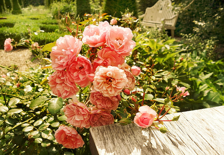 rosa, fiore, pianta, cespuglio di Rose, Rose rosa, tavolo, giardino