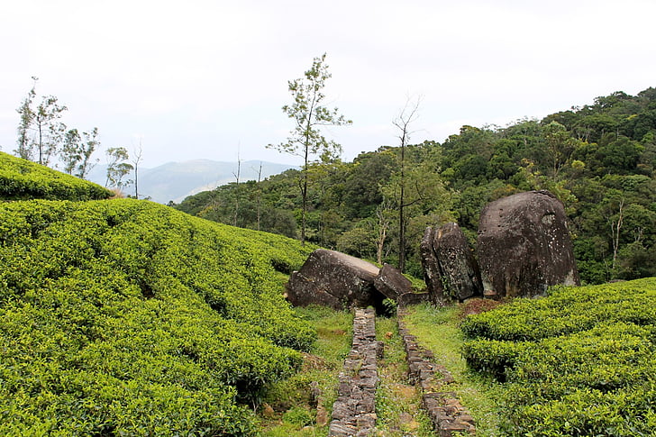 teh, Estate, batu, perkebunan teh, loolecondera, deltota, Sri lanka