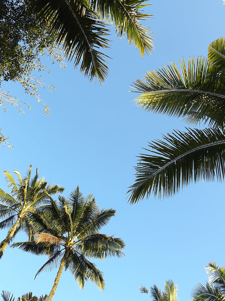Palm puud, taevas, sinine taevas, roheline, Sunshine, suvel taevas, puit