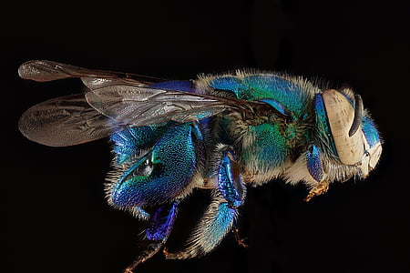 orchid bee, macro, insect, dilemma bee, wings, male, profile