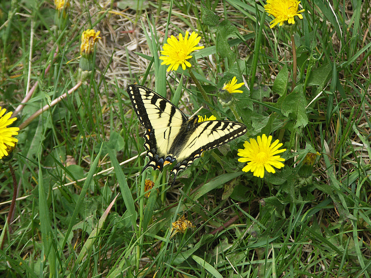 mariposa, cola de Milano, mariposas, insectos, naturaleza, mariposa - insecto, amarillo