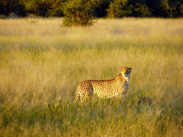 guepard, arbust africà, sabana, gran gat, felí, herba, vida silvestre
