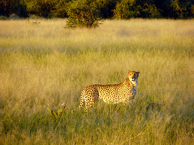 sepatu cheetah, Afrika bush, Savannah, kucing besar, kucing, rumput, satwa liar
