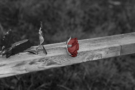 rose, black and white, railing, memorial, rose railing