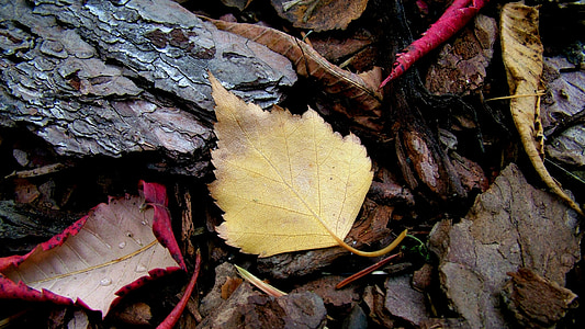 Gamta, lapų, rudenį, miško, spalvos, makro, medis