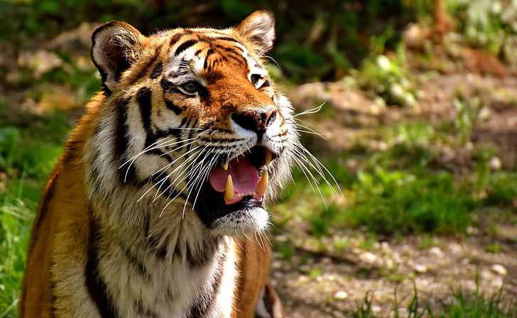 Tigre, depredador, piel, hermosa, peligrosos, gato, fotografía de vida silvestre