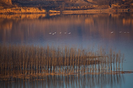 swan, twilight, yellow river, swans, group, flight, landscape