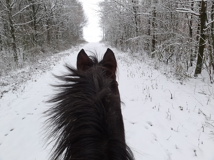 kůň, Zimní, koňské hlavy, sníh, rap