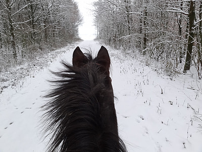 cavall, l'hivern, cap cavall, neu, rap