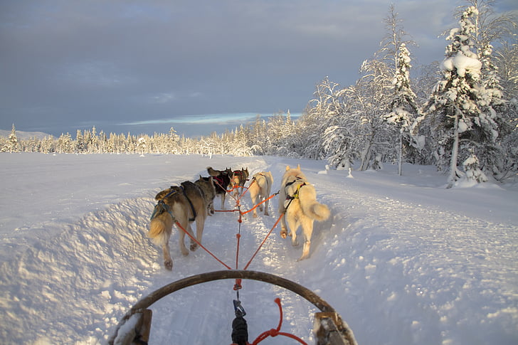 Suomi, Lapin, Talvinen, koiravaljakolla, lumi, Koiravaljakkoajo, Husky