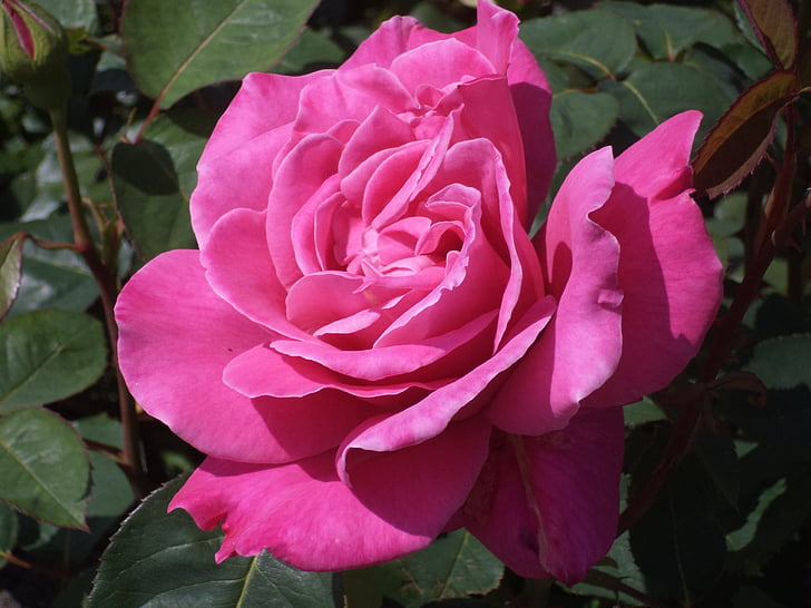 rosa, fiore, fiore di rosa, colore rosa è aumentato, natura, fioriture, rosa