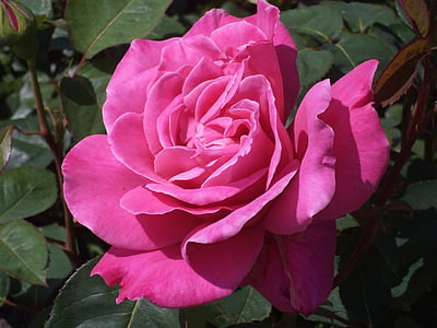 rose, flower, rose flower, pink rose, nature, blooms, pink