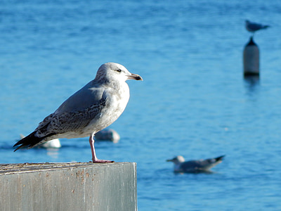 burung, Seagull, Port, Albatros, Dublin, Irlandia, Ave