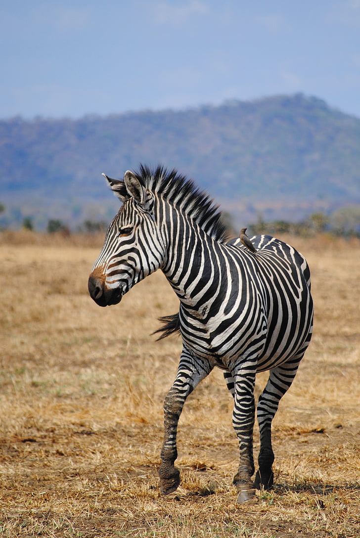 Safari, Tanzania, Afrika, nationalparken, djur, vilda djur, Zebra