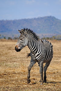 Safari, Tanzania, Afrika, nationaal park, dier, wild dier, Zebra