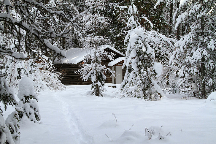 neu, l'hivern, cabina, fred, bosc, arbres, paisatge