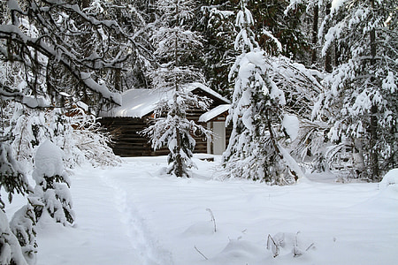 neve, inverno, cabina, freddo, foresta, alberi, paesaggio