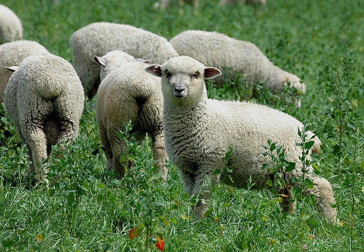 羊, ニュージーランド, 草, 群れ, 牧草地
