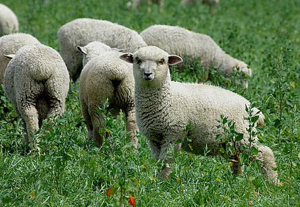 fåren, Nya Zeeland, gräs, flock, betesmark