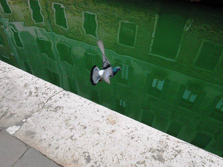 Veneza, Venezia, Itália, água, mar, reflexão, pássaro