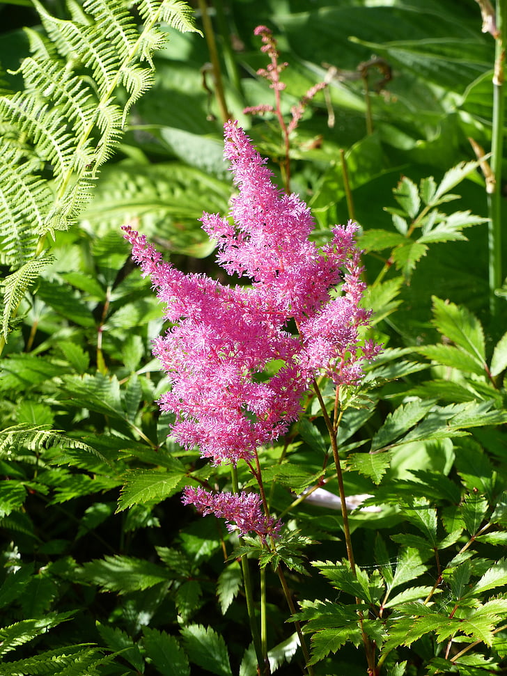 astillbe, roza, zelena, poletje, vrt cvetja, rastlin