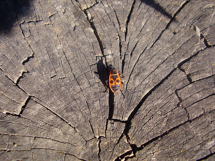 fusta, escarabat, insectes, insecte