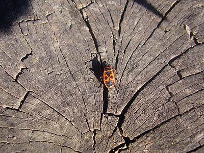drewno, chrząszcz, owady, owad