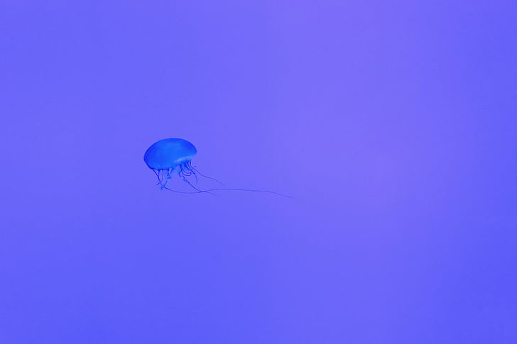 jellyfish, underwater, deep, sea, ocean, sting, blue