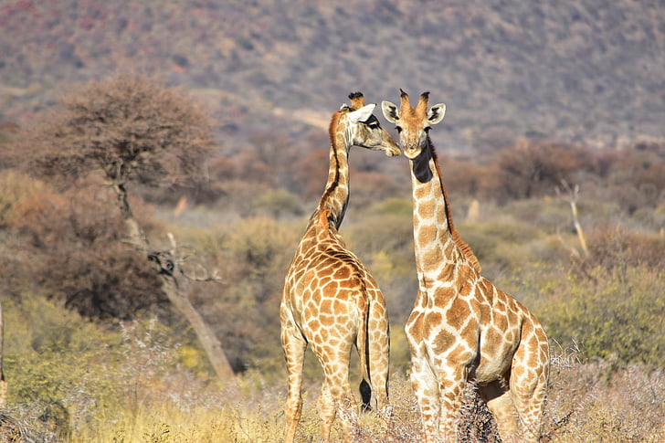 жираф, африкански, диви, дива природа, сафари