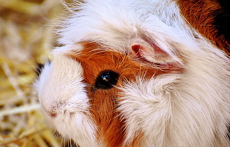 Guinea pig, Manager, niedlich, Gesicht, Tier, Tierfotografie, die Welt der Tiere