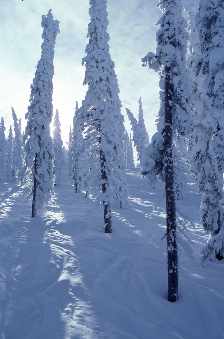 mänd, puud, mis hõlmab, lumi, mägi, talvel, külm