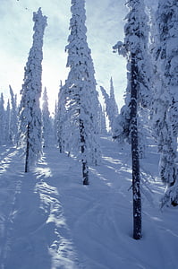 pino, alberi, copertura, neve, montagna, inverno, freddo