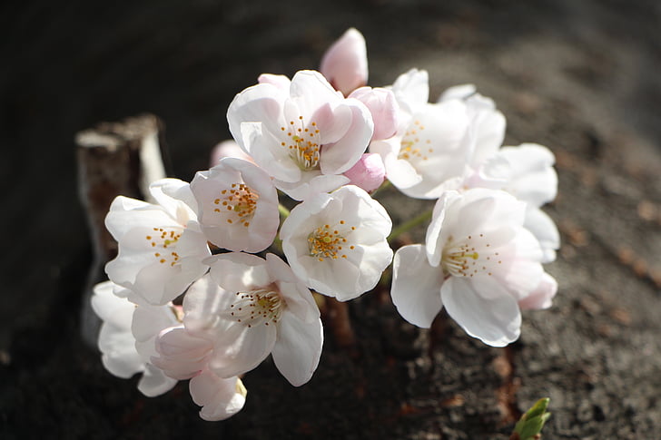 Чери Блосъм, април, Пролет, цветя, природата, растения, Пролетни цветя