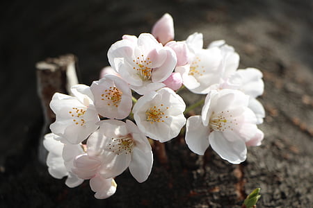 kersenbloesem, april, lente, bloemen, natuur, planten, Lentebloemen