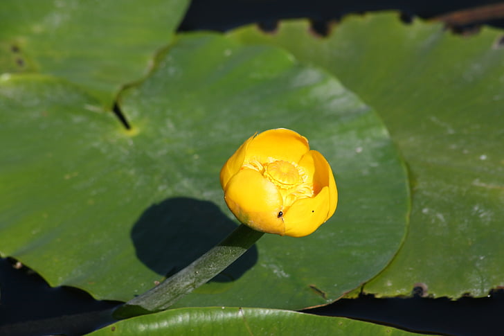žlutá vodní květ, rybník, Bloom