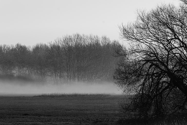 mist, ochtend, stemming, landschap, natuur, bomen, bos