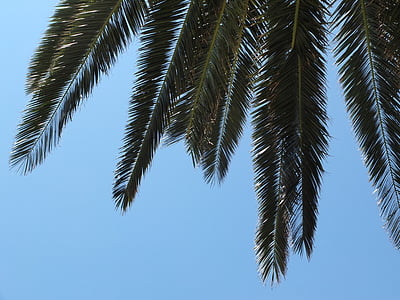 James, niebo, niebieski, zielony, palmy, roślina, oddziały