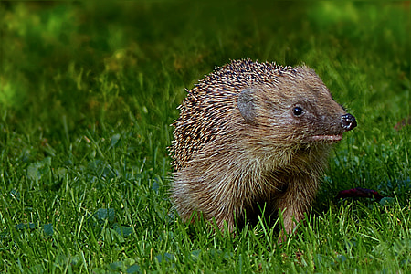 động vật, động vật có vú, hedgehog, erinaceus, foraging, Sân vườn