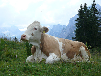 con bò, gia súc, đồng cỏ, lĩnh vực, chăn nuôi, màu nâu, vùng nông thôn