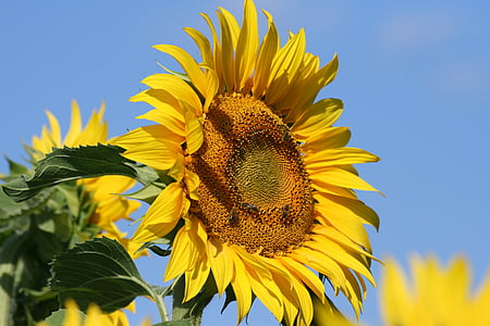 sunflower, blue, yellow, flower, france, nature, agriculture