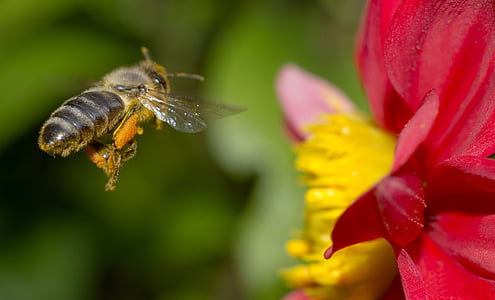 Bee, naturen, blomma, makro, närbild, bina på jobbet, pollinering