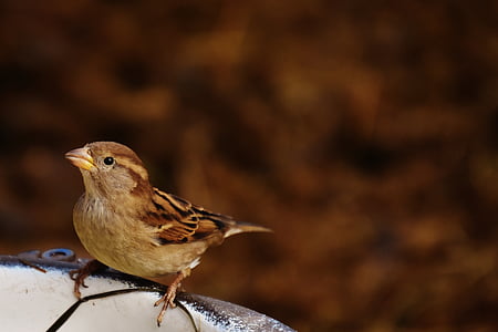 sparrow, bird, birdie, nature, animal, close, plumage