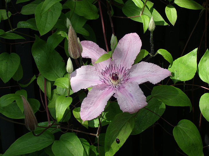 rosa, blomst, Clematis
