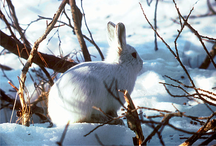 Zajac polárny, Polar králik, zajačik, milý, biela, zviera, cicavec