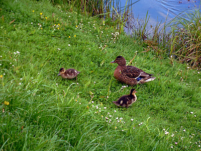 ducks, chick, chicks, duck mother, duck, small, cute