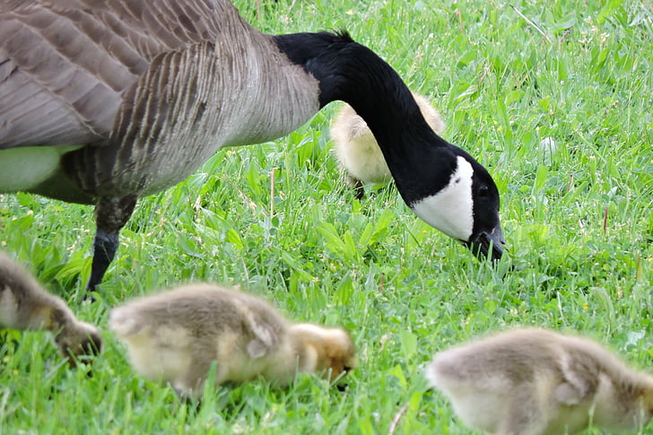 geese, baby goose, goose, bird, baby, young, outdoors
