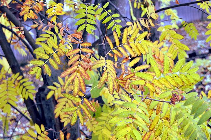 Rowan, herfst, Herfstbladeren, plant, september, Bladeren mountain ash, helder