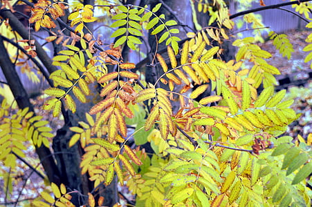 Rowan, herfst, Herfstbladeren, plant, september, Bladeren mountain ash, helder