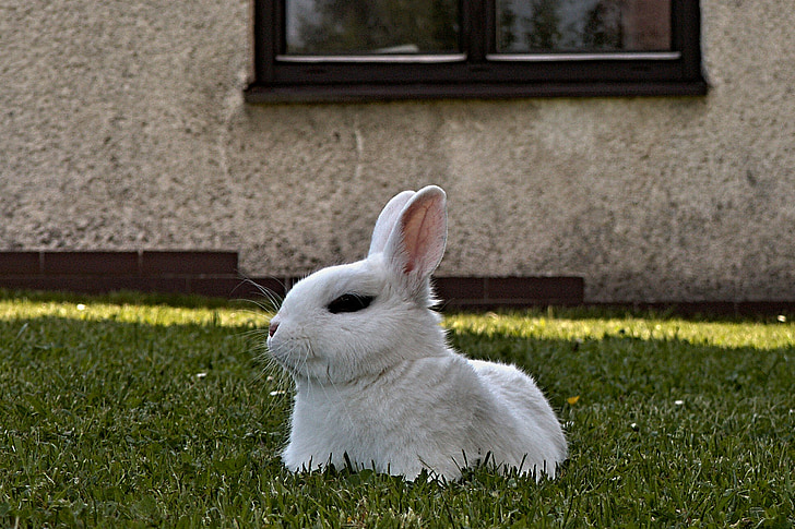 rabbit, stunted, white, lying, pet, lawn, window